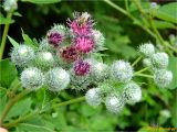 Arctium tomentosum. Соцветия. Украина, Ивано-Франковская обл., Болеховский горсовет, Поляницкий региональный ландшафтный парк, ур. Граница, опушка леса, 13.07.2018.