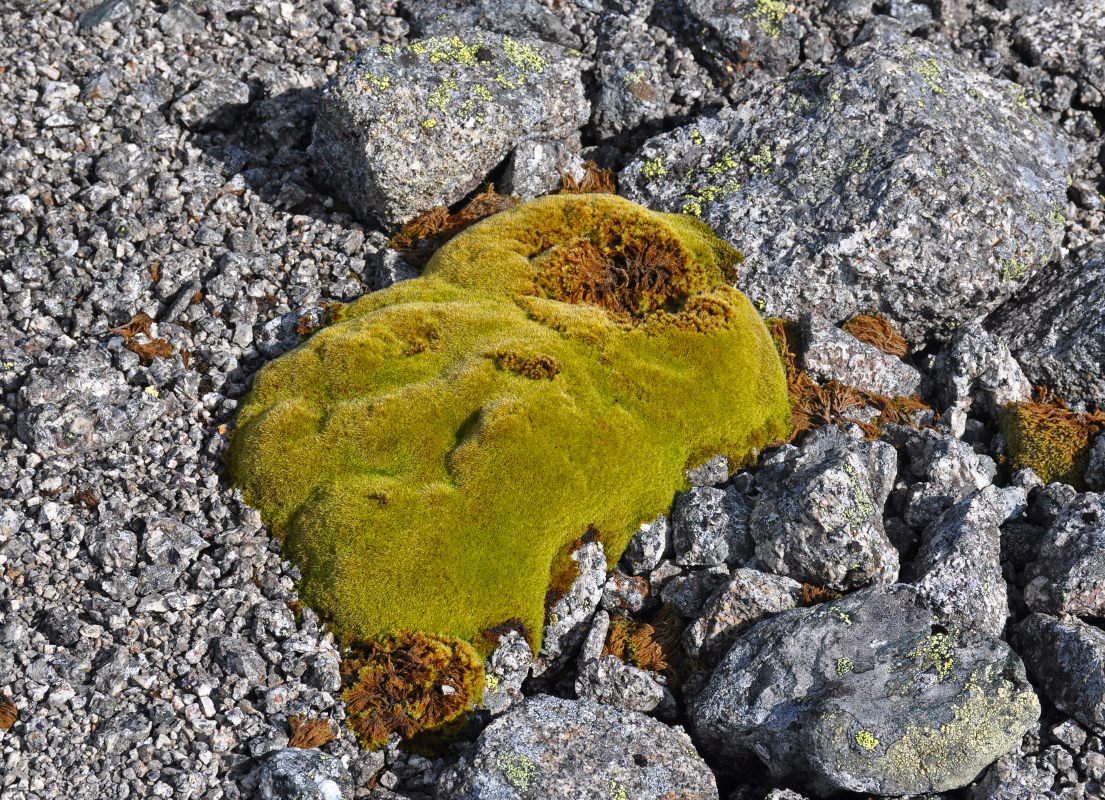 Image of Bucklandiella microcarpa specimen.
