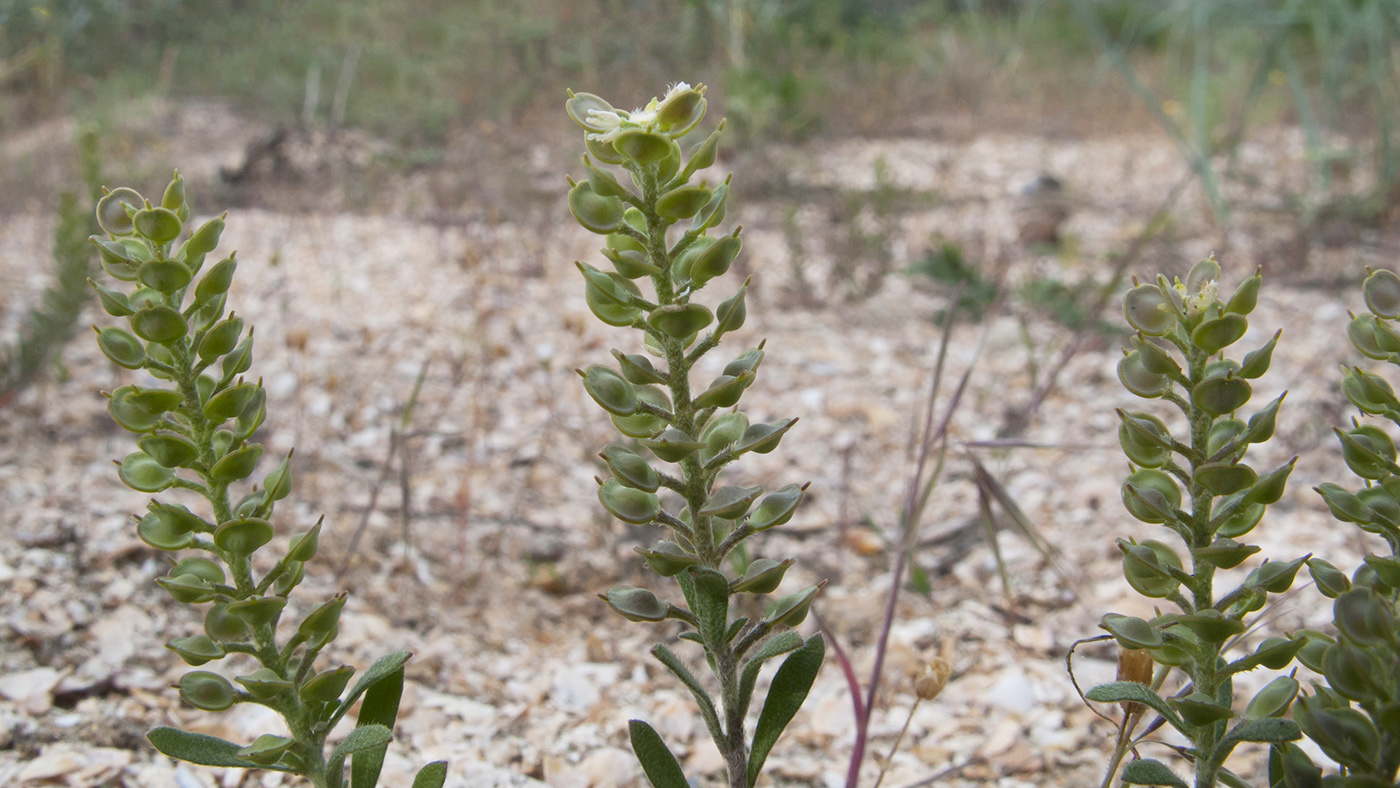 Image of Alyssum turkestanicum var. desertorum specimen.