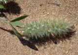 Trifolium angustifolium