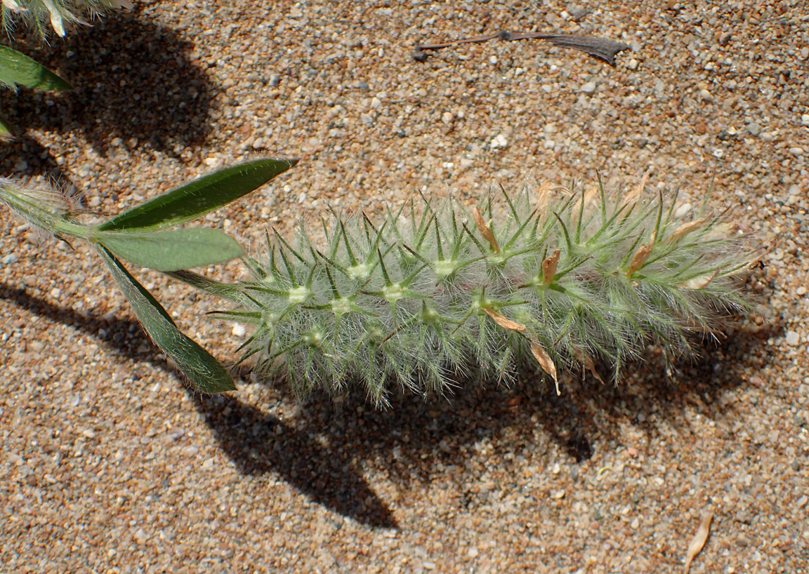 Изображение особи Trifolium angustifolium.