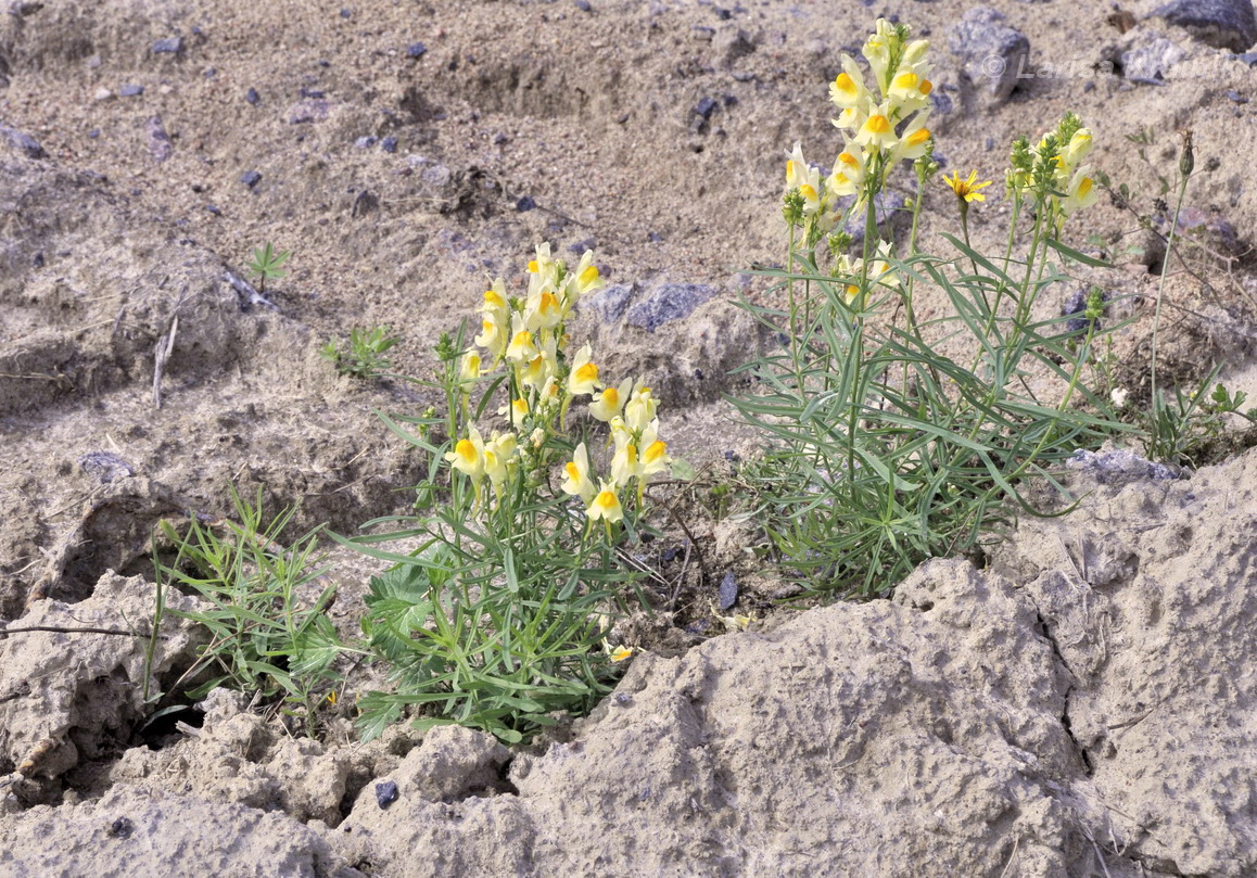 Image of Linaria vulgaris specimen.