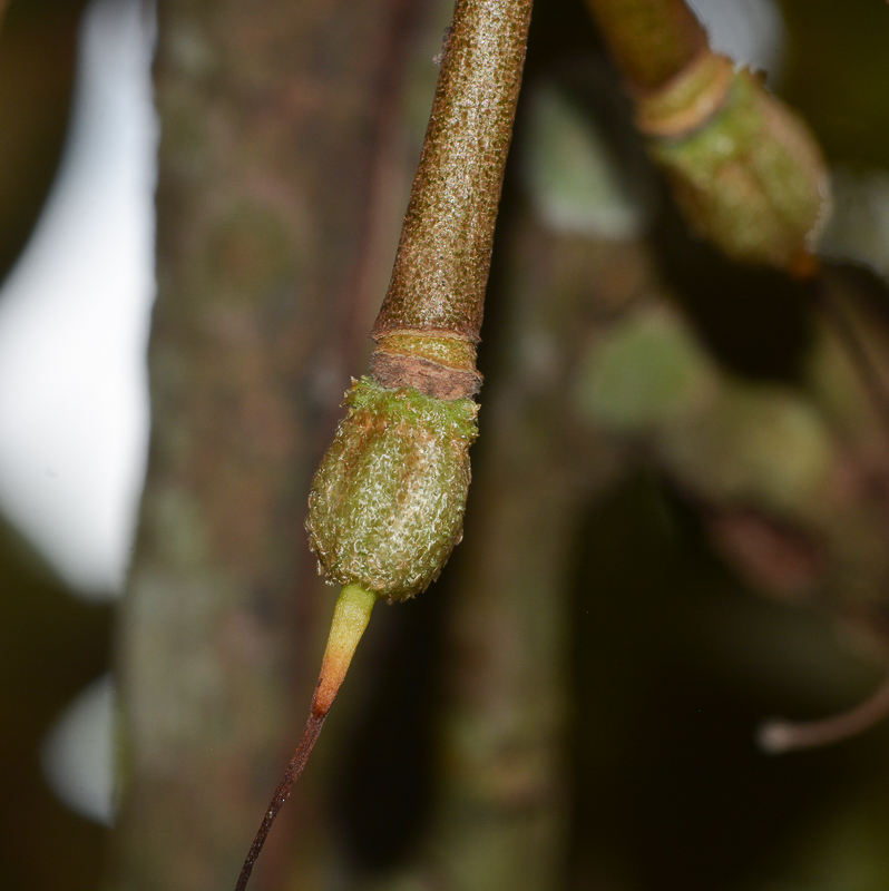Image of Durio zibethinus specimen.