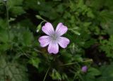 genus Geranium