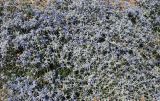 Eryngium caeruleum