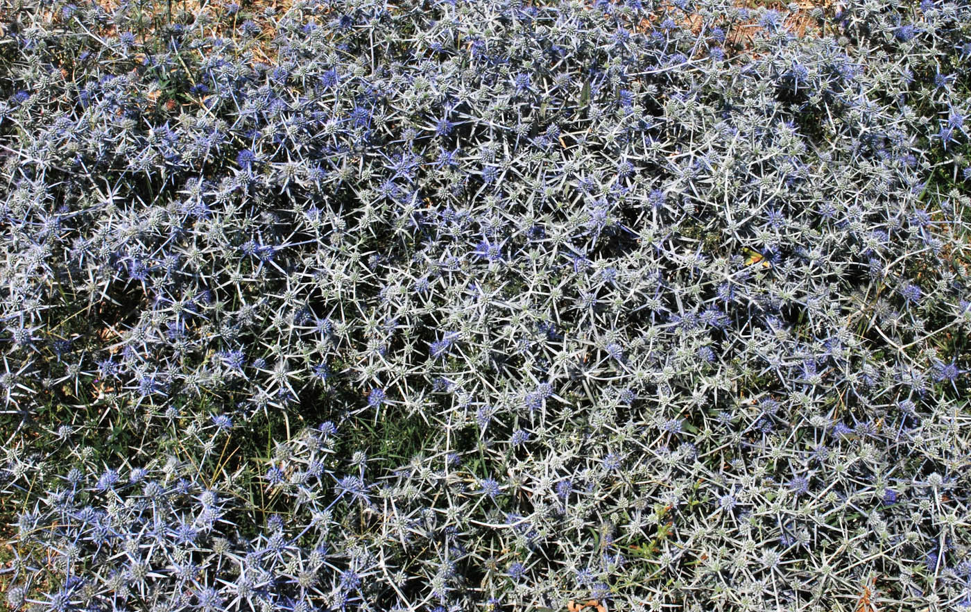 Image of Eryngium caeruleum specimen.