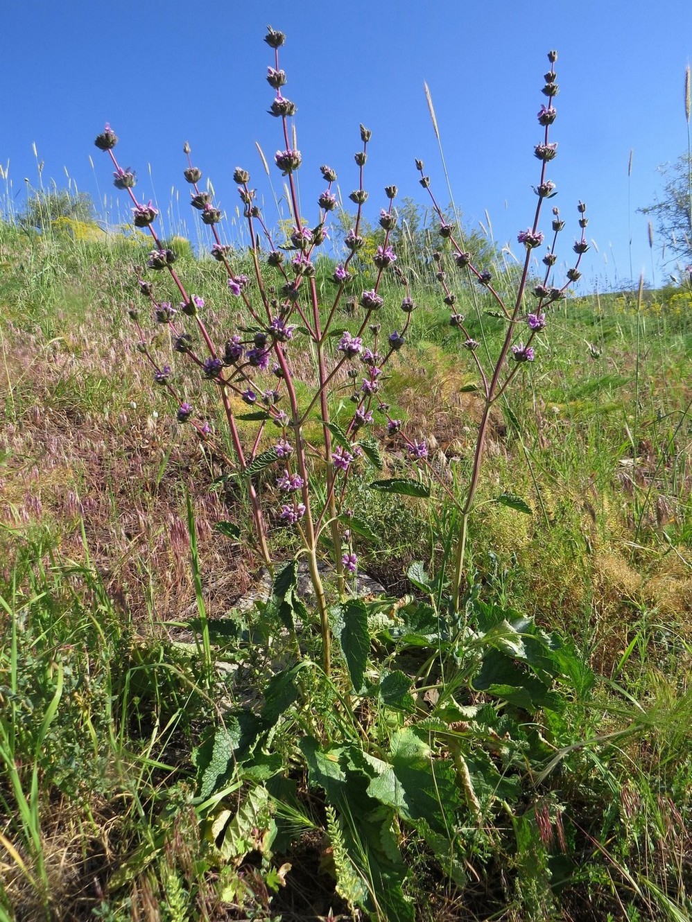 Изображение особи Phlomoides brachystegia.