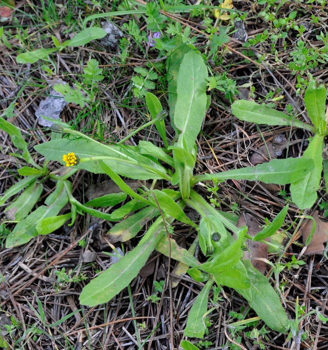 Изображение особи Hedypnois rhagadioloides.