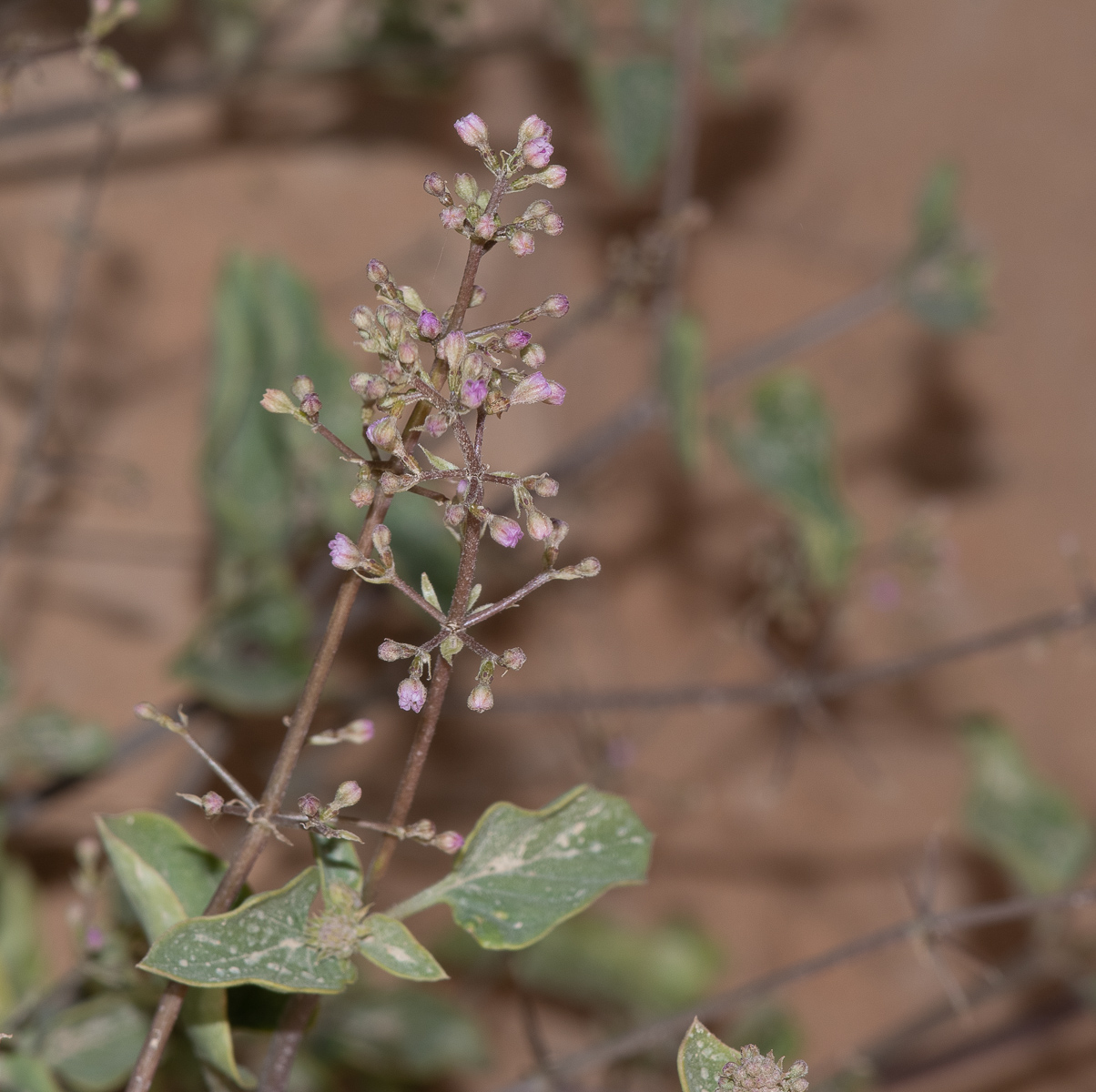 Image of Commicarpus helenae specimen.