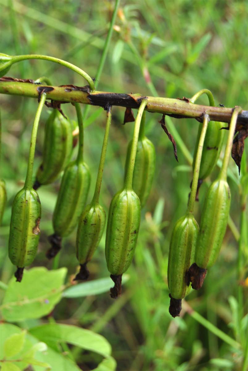 Image of Spathoglottis plicata specimen.