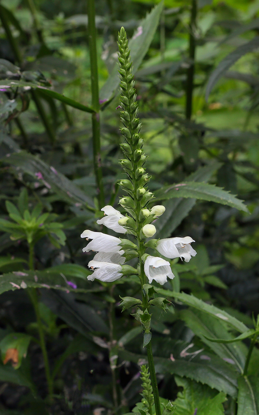 Image of Physostegia virginiana specimen.