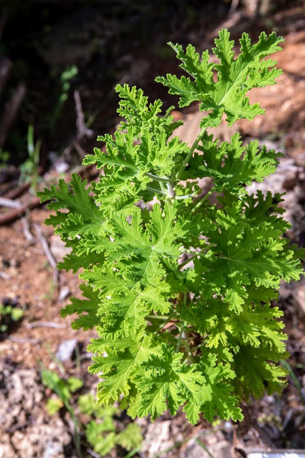 Image of Pelargonium graveolens specimen.