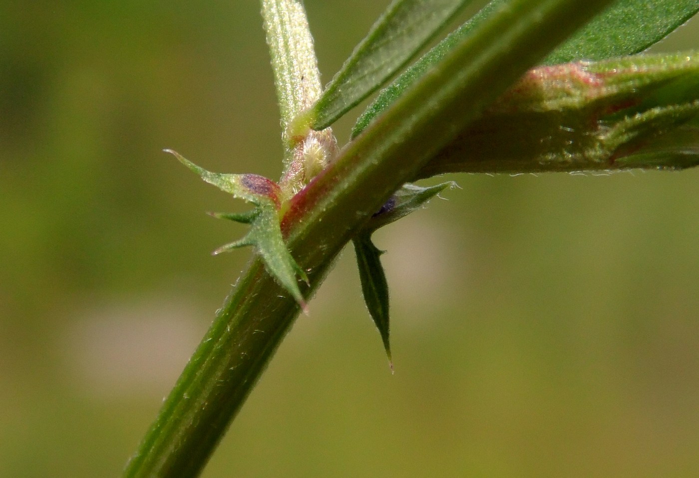 Image of Vicia angustifolia specimen.