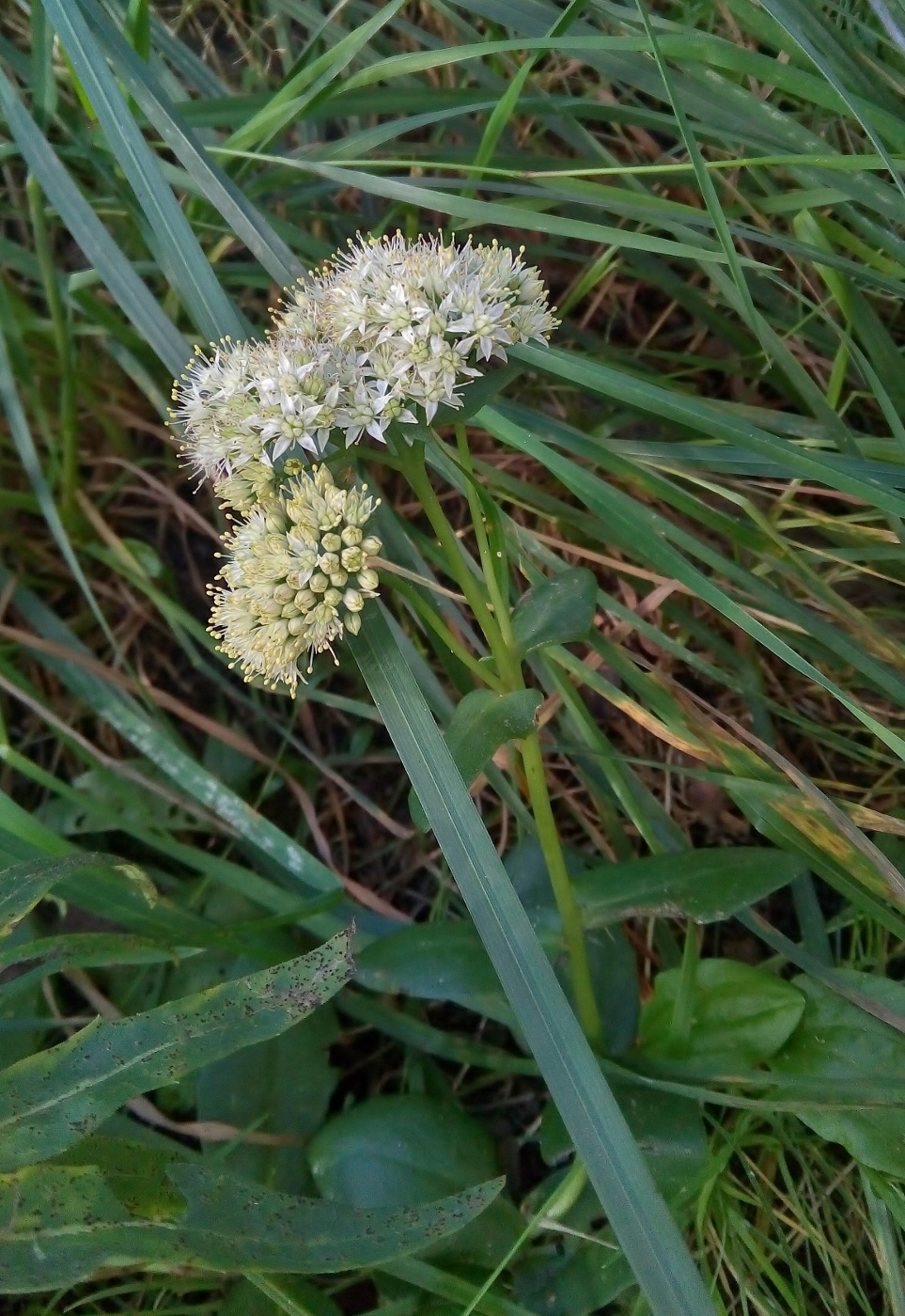 Image of Hylotelephium ruprechtii specimen.