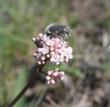 Valeriana tuberosa. Соцветие с кормящимся жуком. Казахстан, Восточно-Казахстанская обл., Уланский р-н, сопки в окр.с. Украинка. 26.04.2012.