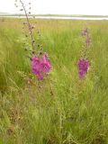 Verbascum phoeniceum