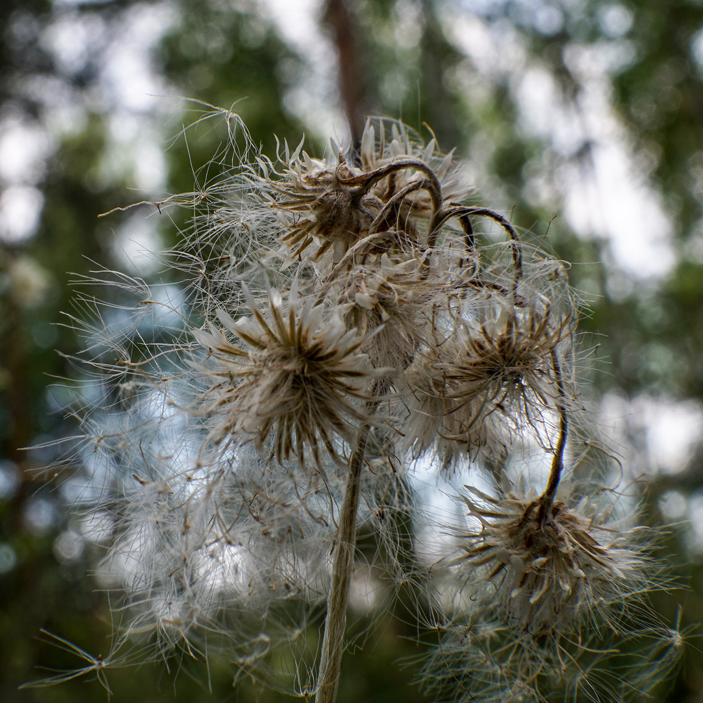 Изображение особи семейство Asteraceae.