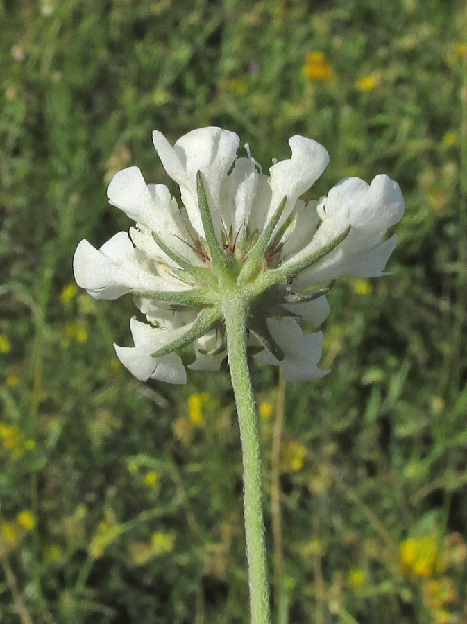 Image of Scabiosa bipinnata specimen.