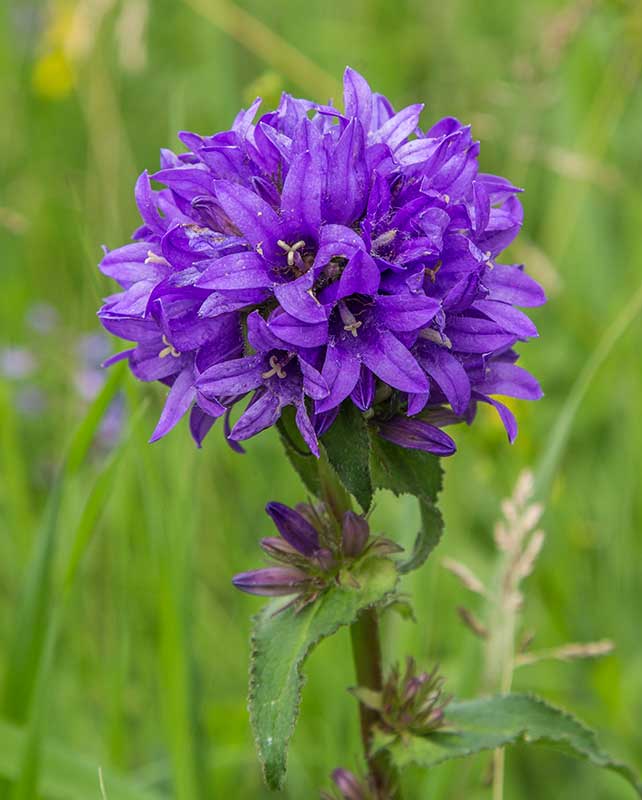 Изображение особи Campanula glomerata.