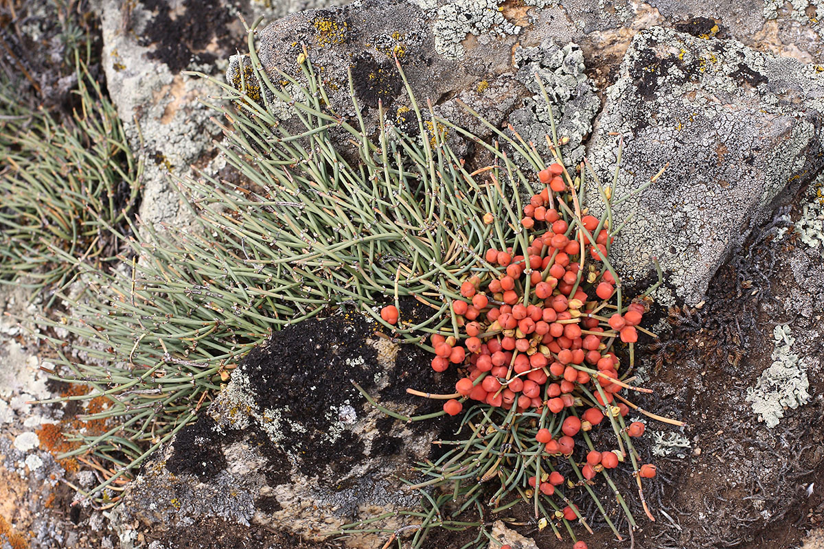 Image of genus Ephedra specimen.