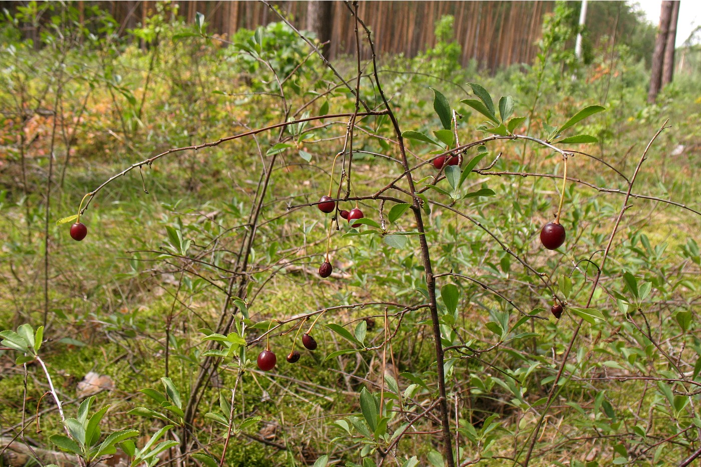 Image of Cerasus fruticosa specimen.