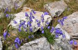 Campanula rotundifolia. Цветущие растения. Челябинская обл., Саткинский р-н, хребет Зюраткуль, ≈ 1100 м н.у.м., каменистый склон. 31.07.2019.