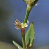 род Polygonum