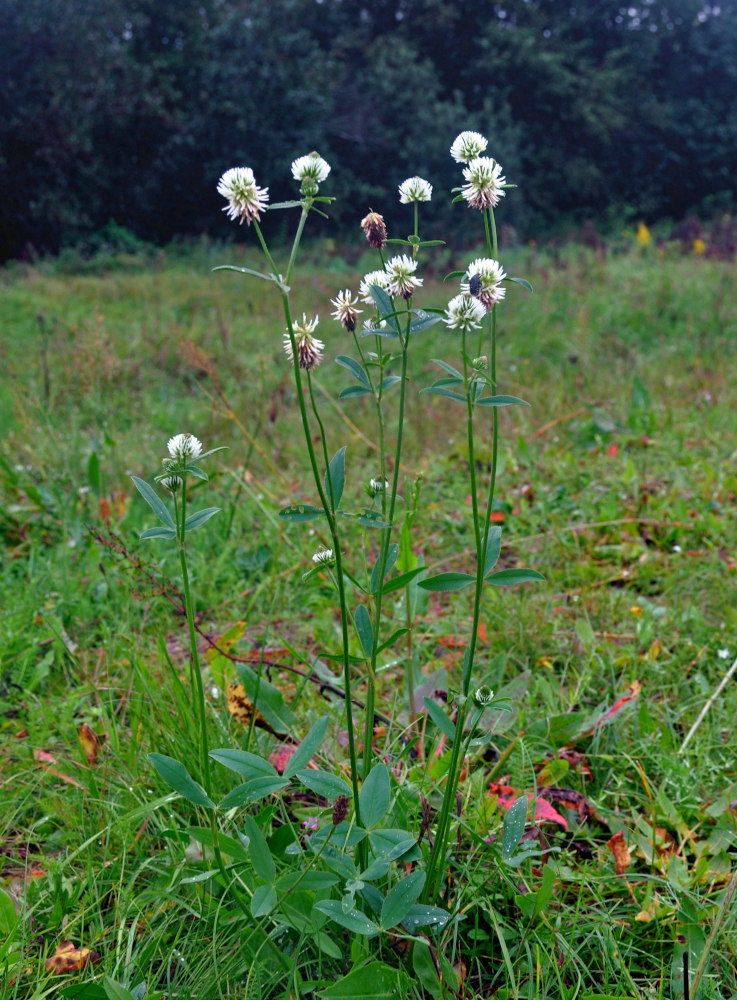 Изображение особи Trifolium montanum.