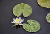 Nymphaea candida. Цветок и листья. Челябинск, Ботанический сад ЧелГУ, в культуре. 01.08.2019.