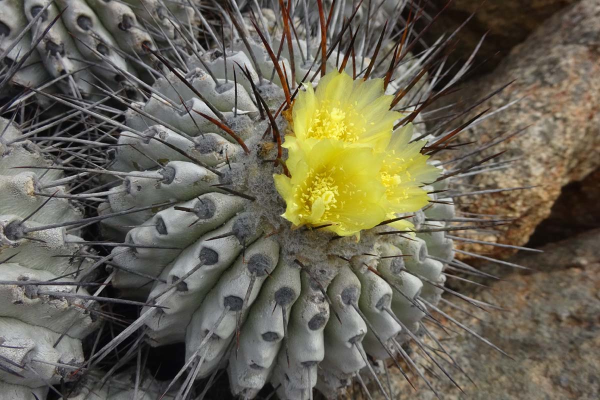 Изображение особи Copiapoa cinerea.