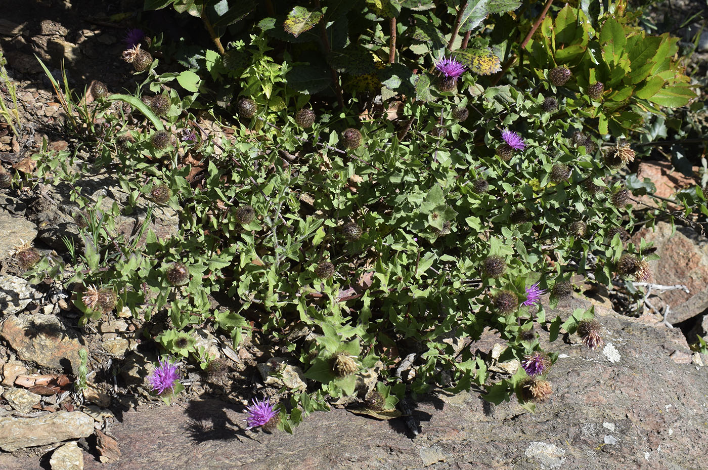 Image of Centaurea pectinata specimen.