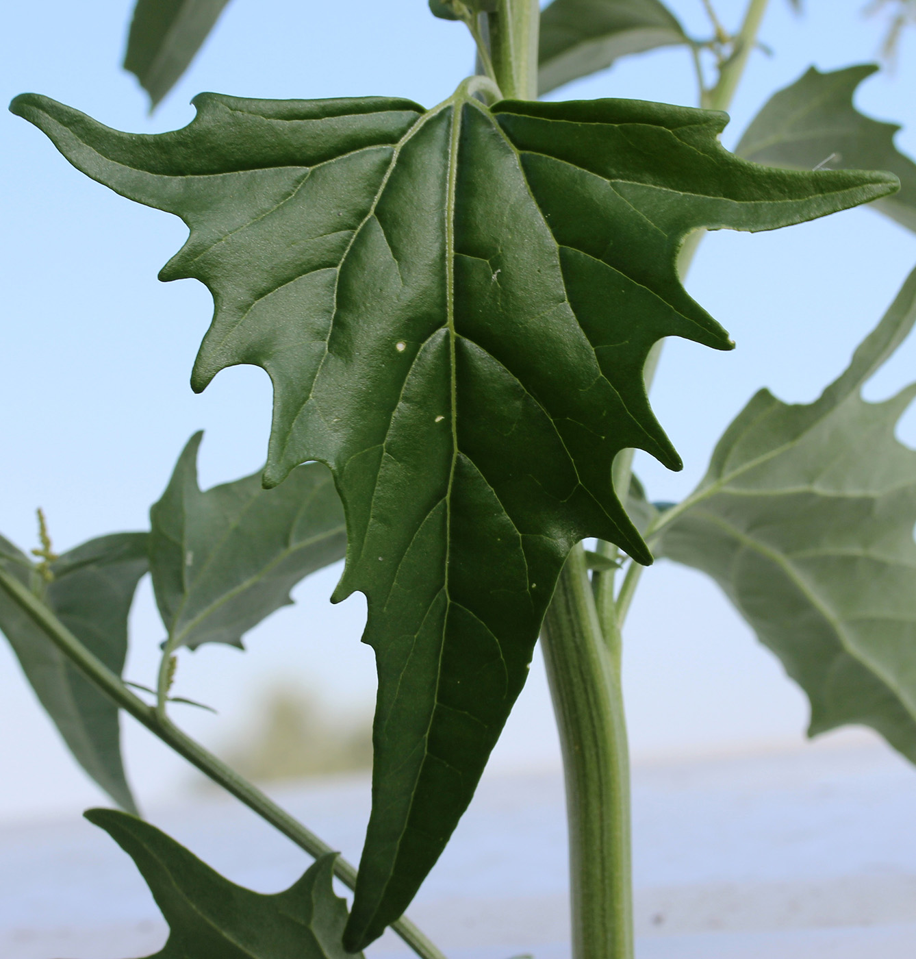 Image of Atriplex sagittata specimen.