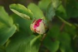 Paeonia daurica. Бутон. Крым, Бахчисарайский р-н, окр. пещерного г. Эски-Кермен, лес на плато. 06.05.2007.