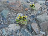 Crepis karelinii