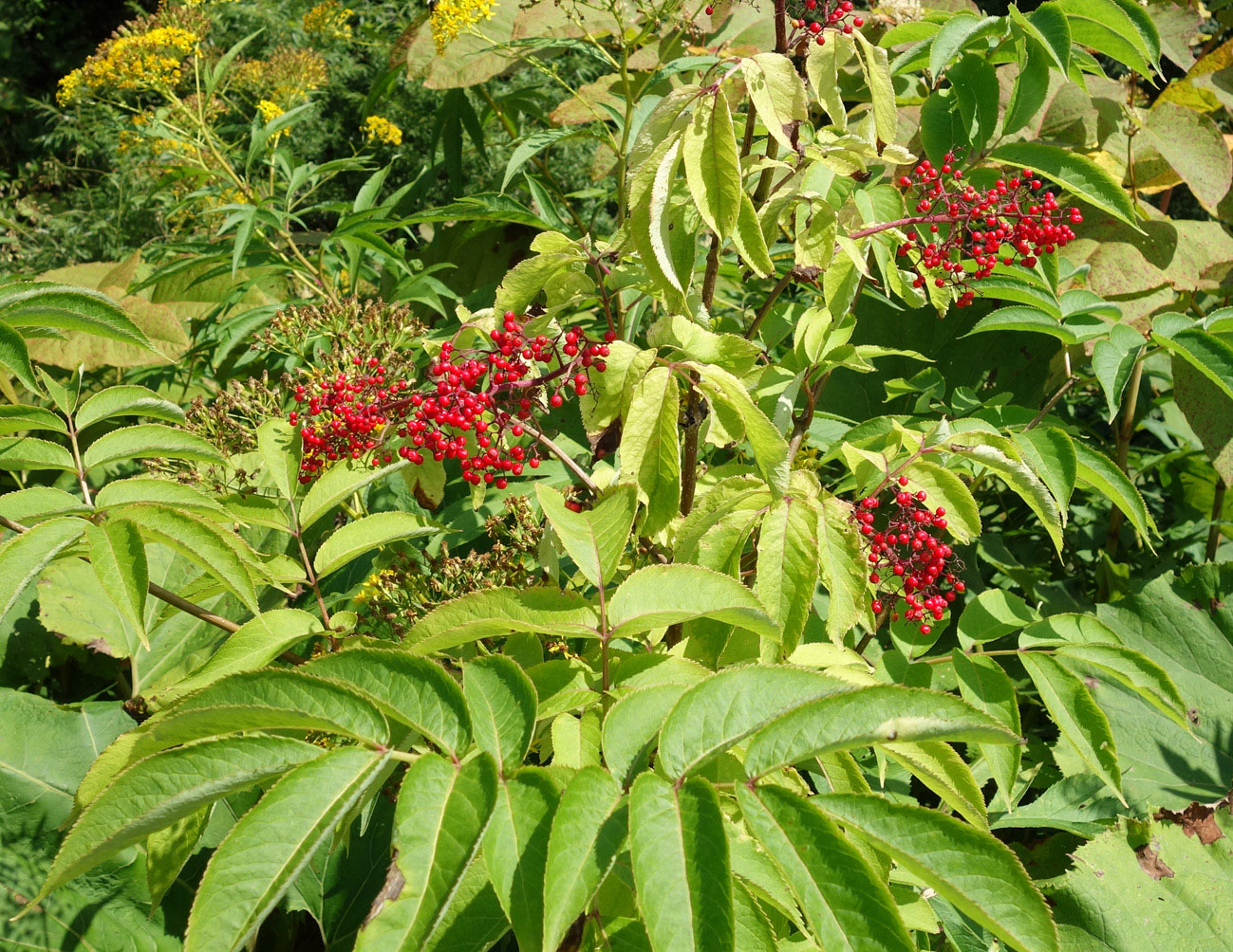 Image of Sambucus miquelii specimen.