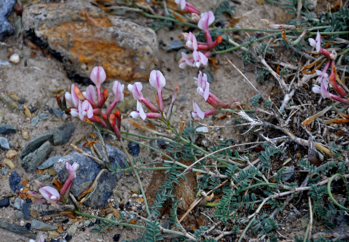 Изображение особи Astragalus miniatus.