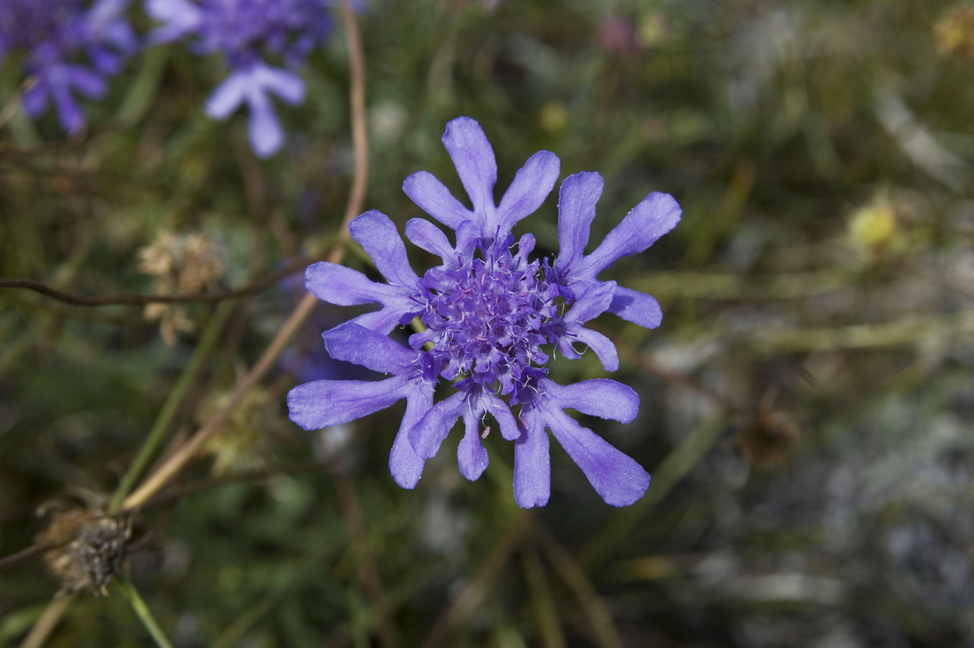 Изображение особи Scabiosa comosa.