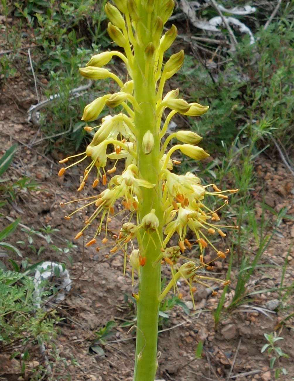 Изображение особи Eremurus fuscus.