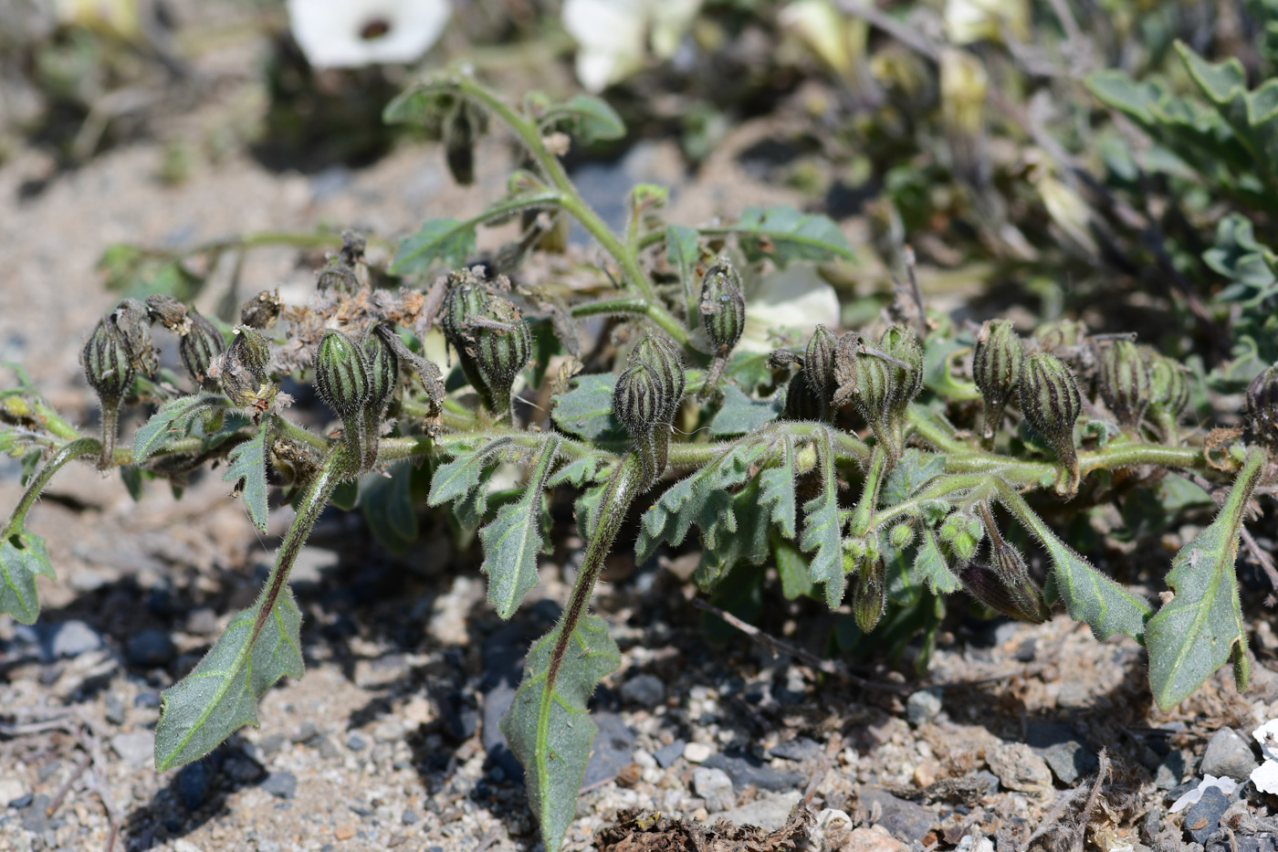 Изображение особи Exodeconus maritima.