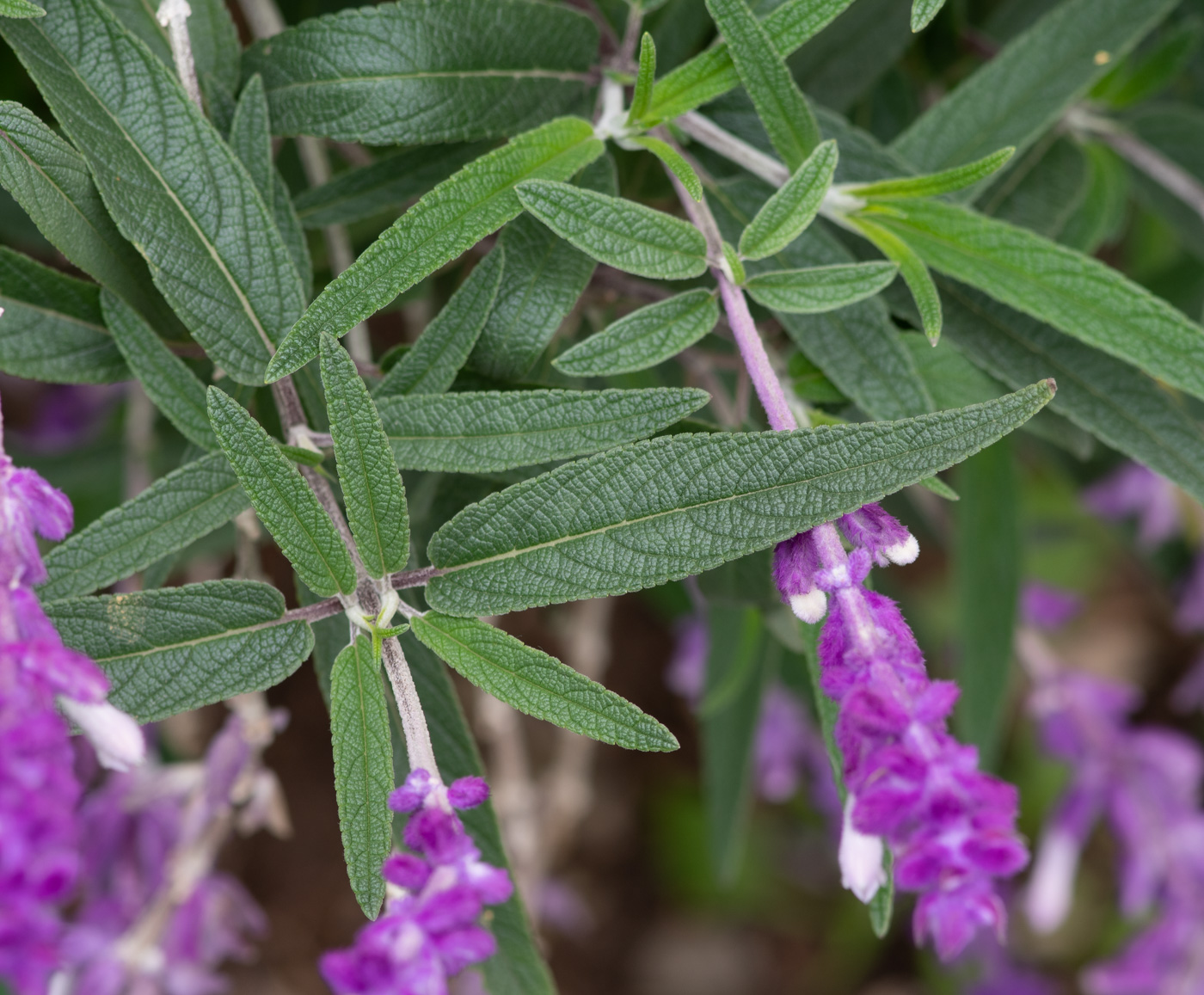 Image of Salvia leucantha specimen.