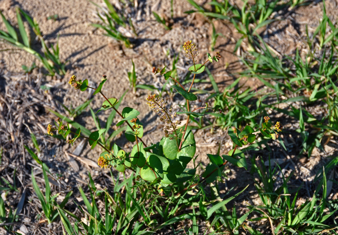 Изображение особи Lepidium perfoliatum.