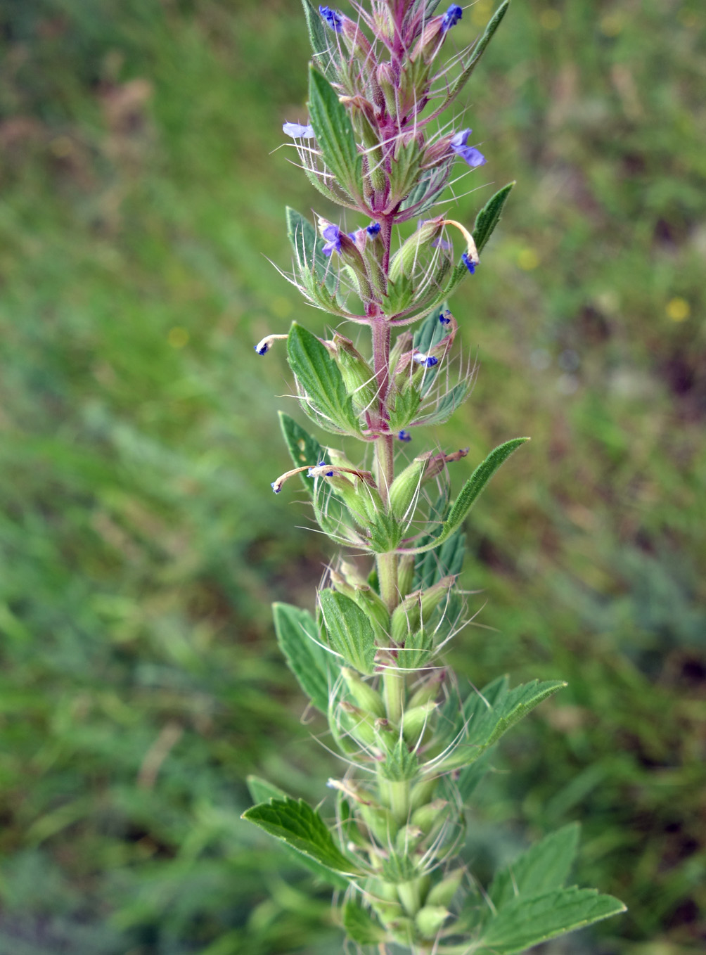 Image of Lallemantia royleana specimen.