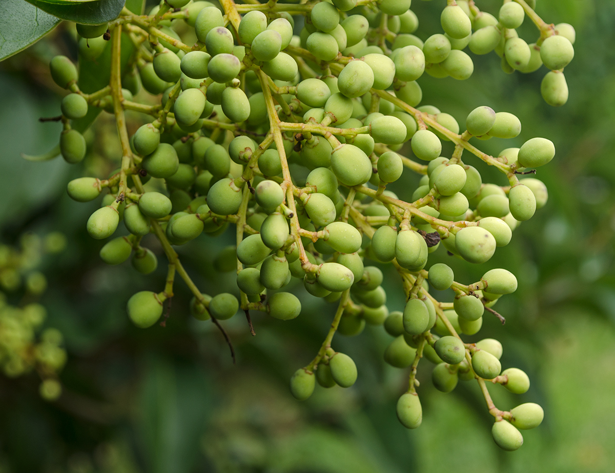 Изображение особи Ligustrum lucidum.