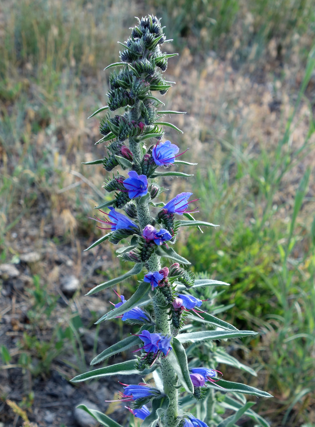 Image of Echium vulgare specimen.