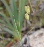 Image of taxon representative. Author is Роланд Цандекидис