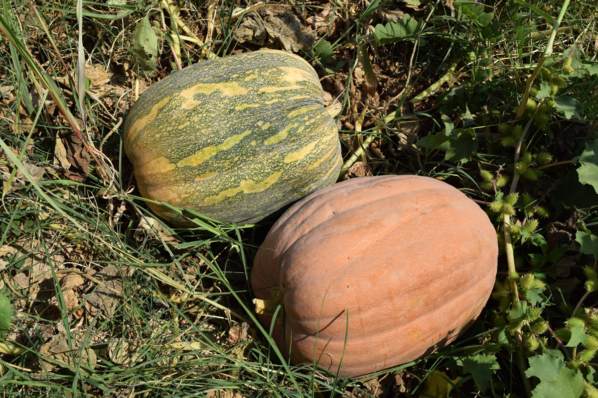 Изображение особи Cucurbita pepo.