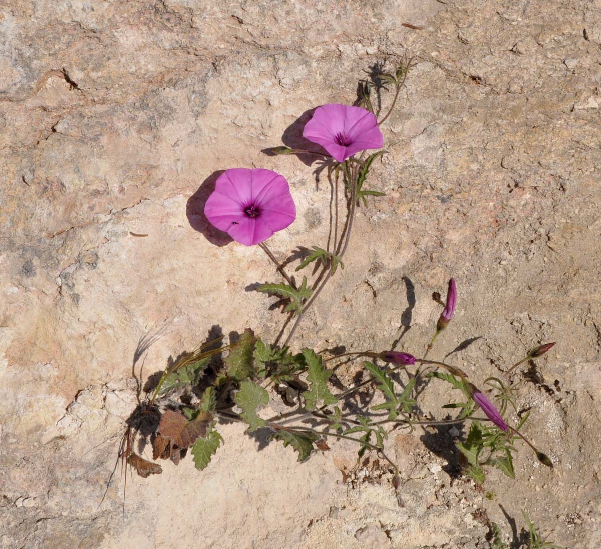 Изображение особи Convolvulus althaeoides.