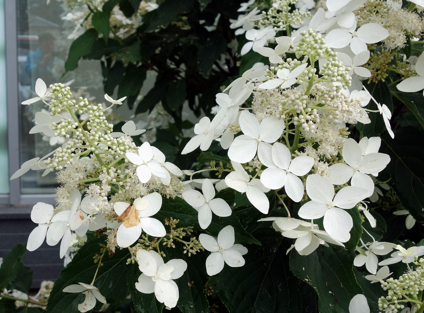 Изображение особи Hydrangea paniculata.