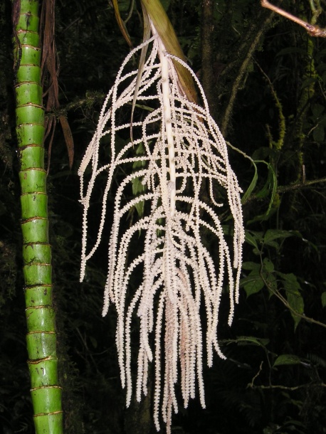 Image of genus Chamaedorea specimen.