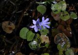 Eichhornia diversifolia